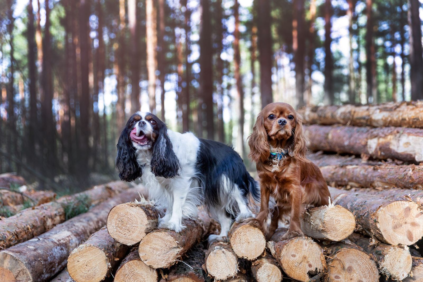 Two dogs sitting on logs in the forest